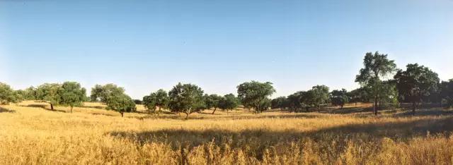 10個(gè)軟木塞的小知識(shí)