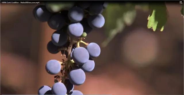 為什么酒莊都青睞選用天然軟木塞？