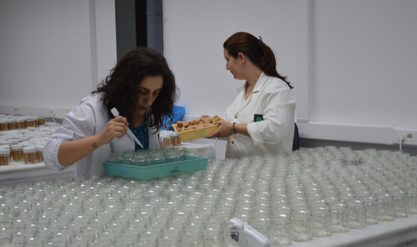 當(dāng)TCA達(dá)到一定濃度時，這種”木塞味”就能夠被人的鼻子所識別。