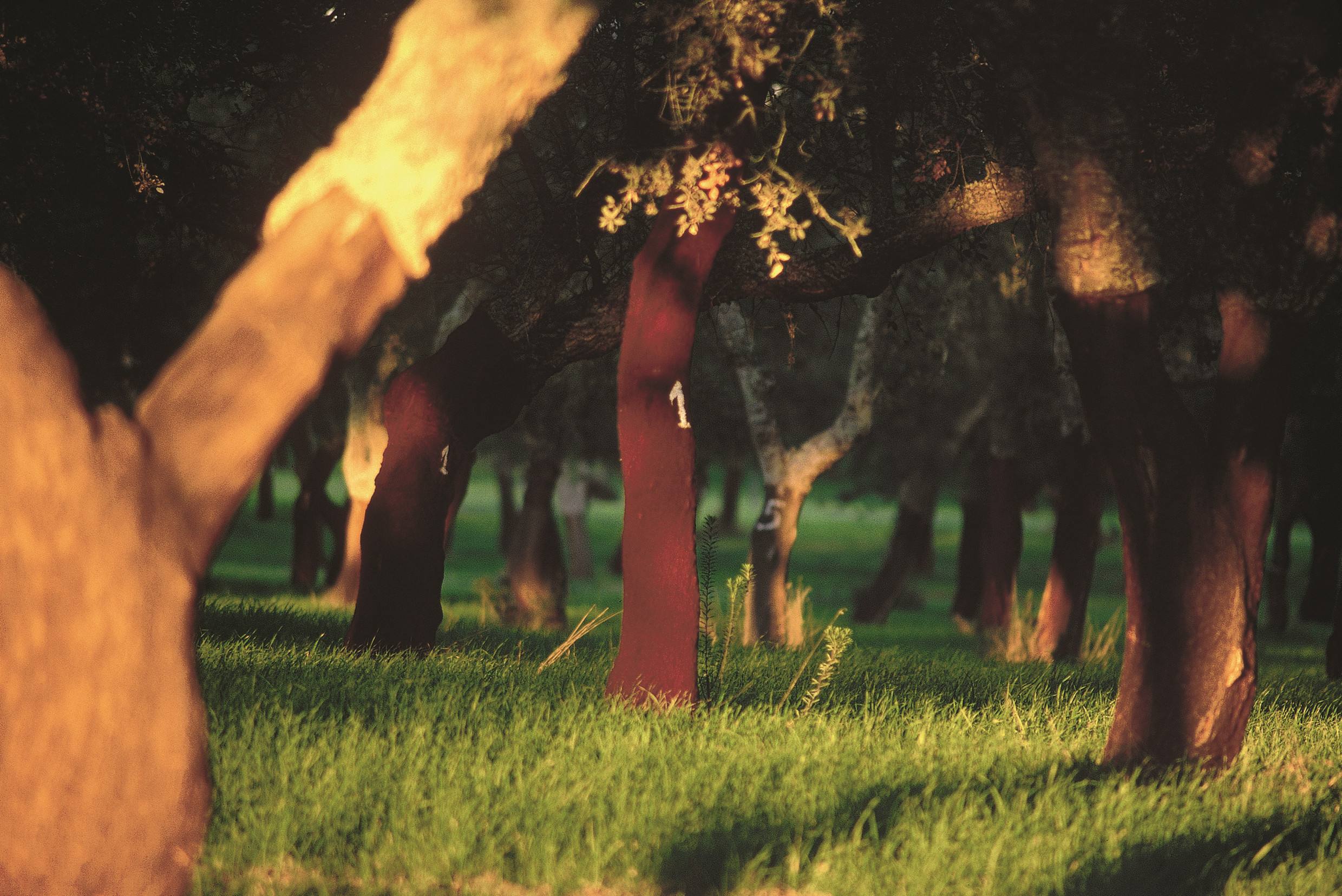 一棵樹一生可為人類貢獻樹皮十幾次，這就是軟木