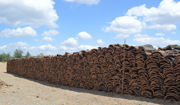 很多人肯定會想軟木樹皮能有多大用處？