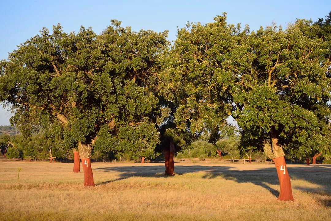 可營(yíng)造出舒適愉悅氛圍的軟木