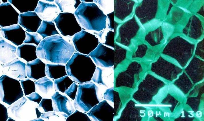 軟木主要是由一種薄壁細胞排列構(gòu)成的