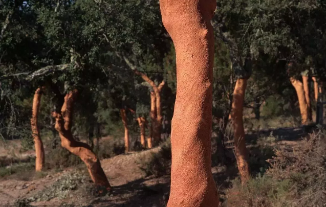 軟木質(zhì)地細(xì)密、緊實(shí)，且觸感溫和不扎手