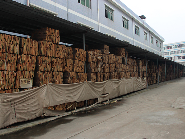 你們可知道軟木的收獲必須在夏天進(jìn)行？