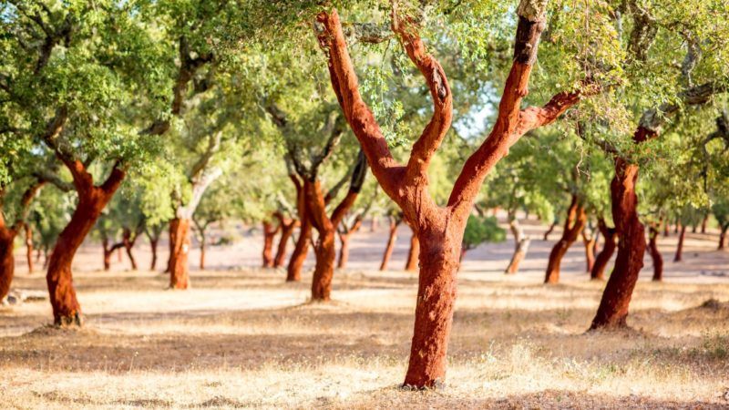 軟木樹皮完全是用小斧子手工收獲的。