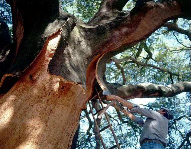 軟木安靜，阻燃并且具有很高的絕緣價(jià)值