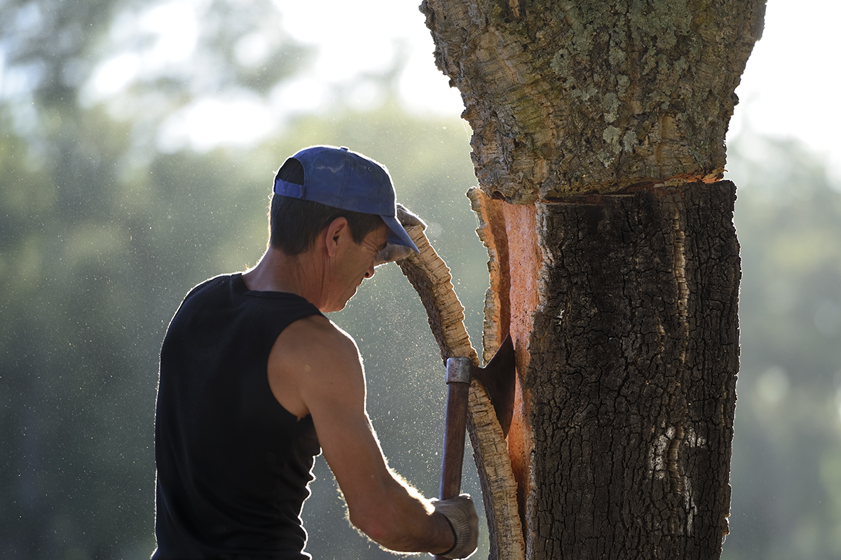 軟木會(huì)瀕臨滅絕嗎？