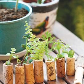 科櫟奇.png 科櫟奇.png