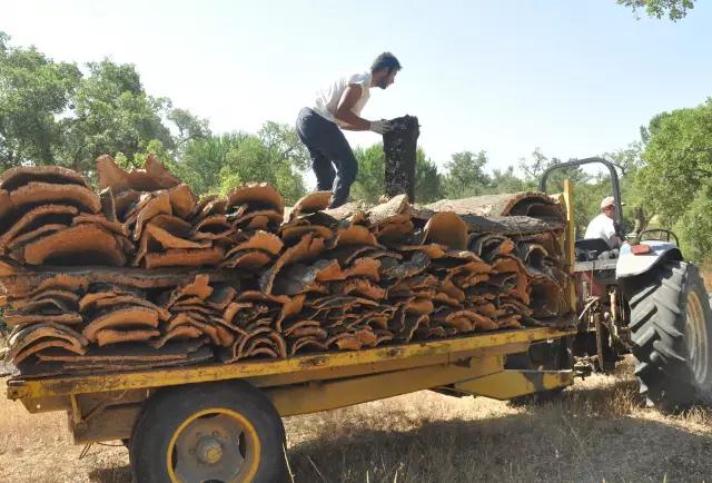 科櫟奇軟木原材料.jpg 科櫟奇軟木原材料.jpg