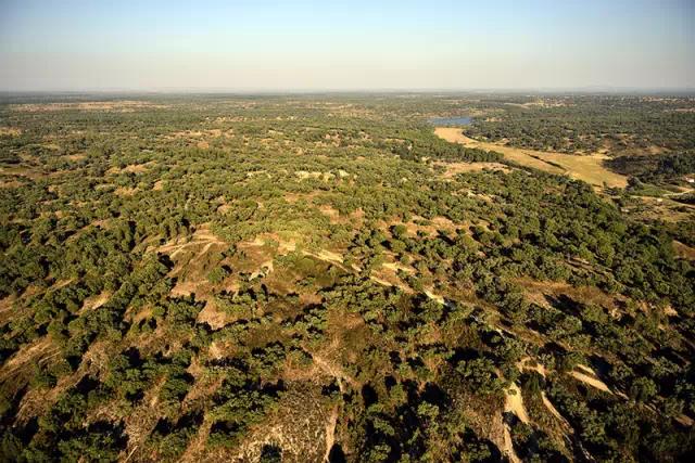 科櫟奇軟木.jpg 科櫟奇軟木.jpg