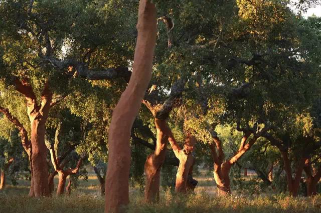 科櫟奇軟木粉.jpg 科櫟奇軟木粉.jpg