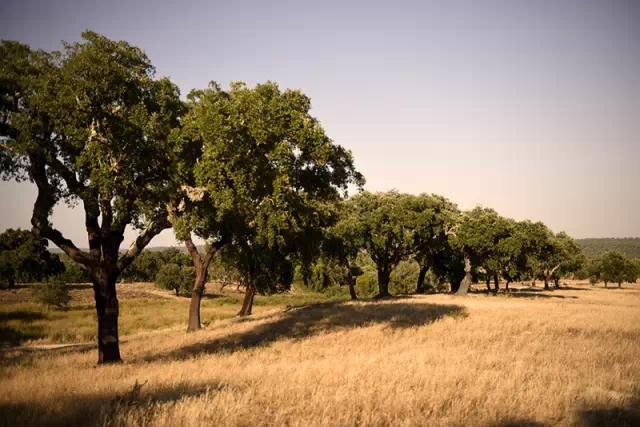 科櫟奇軟木革.jpg 科櫟奇軟木革.jpg