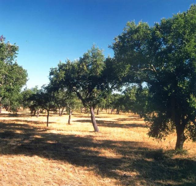 科櫟奇軟木.jpg 科櫟奇軟木.jpg