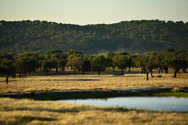 科櫟奇軟木.jpg 科櫟奇軟木.jpg