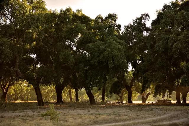 科櫟奇軟木.jpg 科櫟奇軟木.jpg