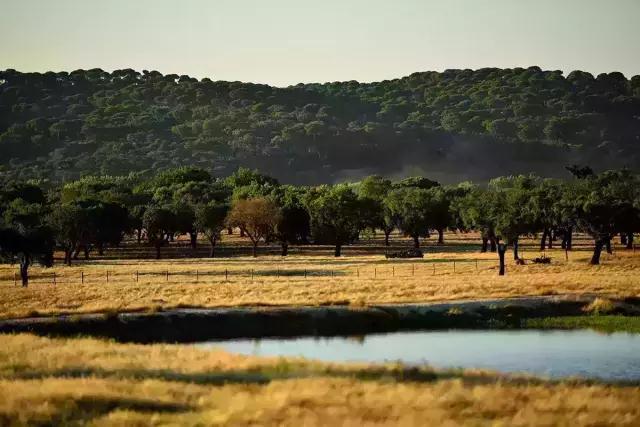 科櫟奇軟木.jpg 科櫟奇軟木.jpg