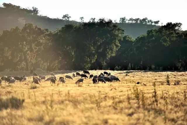 科櫟奇軟木.jpg 科櫟奇軟木.jpg