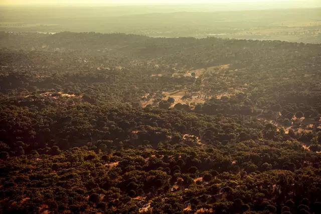 科櫟奇軟木.jpg 科櫟奇軟木.jpg