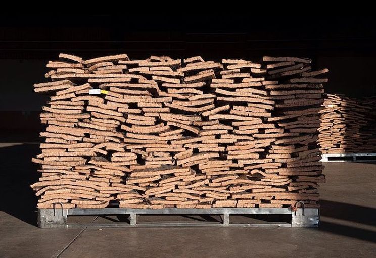 科櫟奇軟木.jpg 科櫟奇軟木.jpg