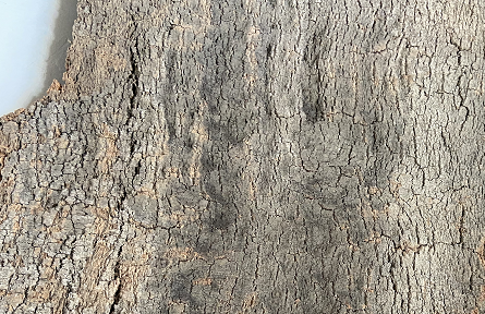 科櫟奇軟木.jpg 科櫟奇軟木.jpg