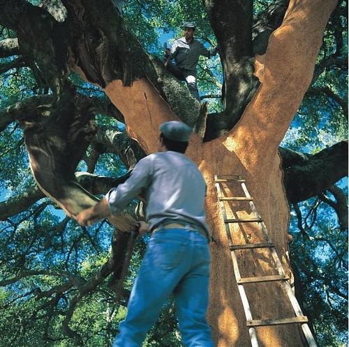 科櫟奇軟木.jpg 科櫟奇軟木.jpg