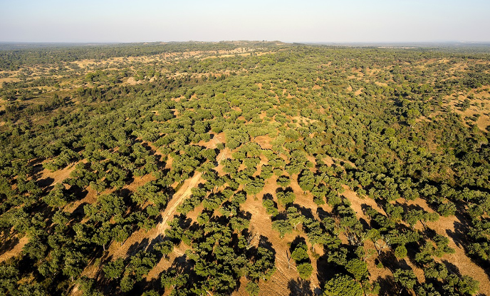 英富軟木.jpg 英富軟木.jpg