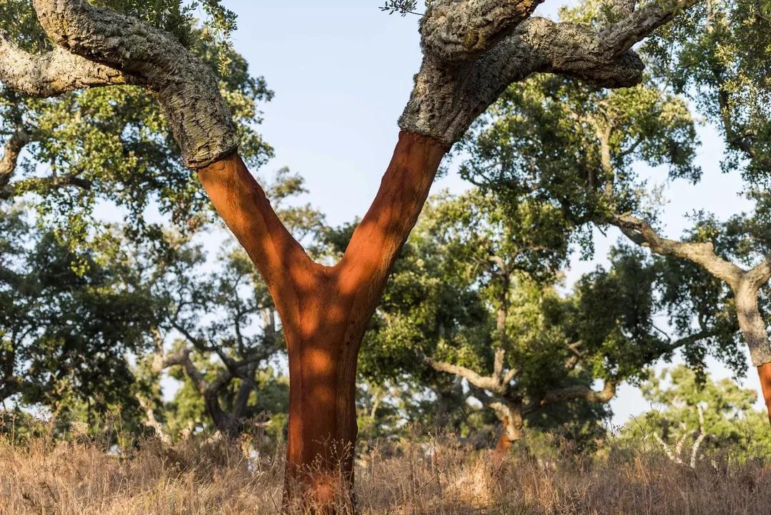 科櫟奇軟木.jpg 科櫟奇軟木.jpg