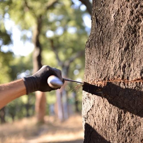 科櫟奇軟木.jpg 科櫟奇軟木.jpg