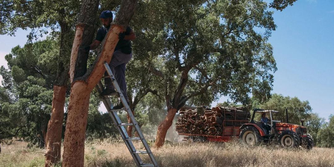 科櫟奇軟木.jpg 科櫟奇軟木.jpg