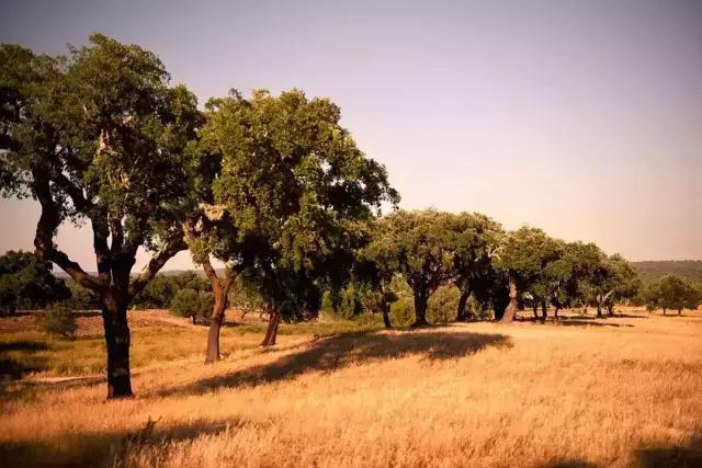 科櫟奇軟木.jpg 科櫟奇軟木.jpg