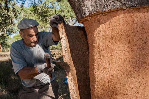 科櫟奇軟木.jpg 科櫟奇軟木.jpg