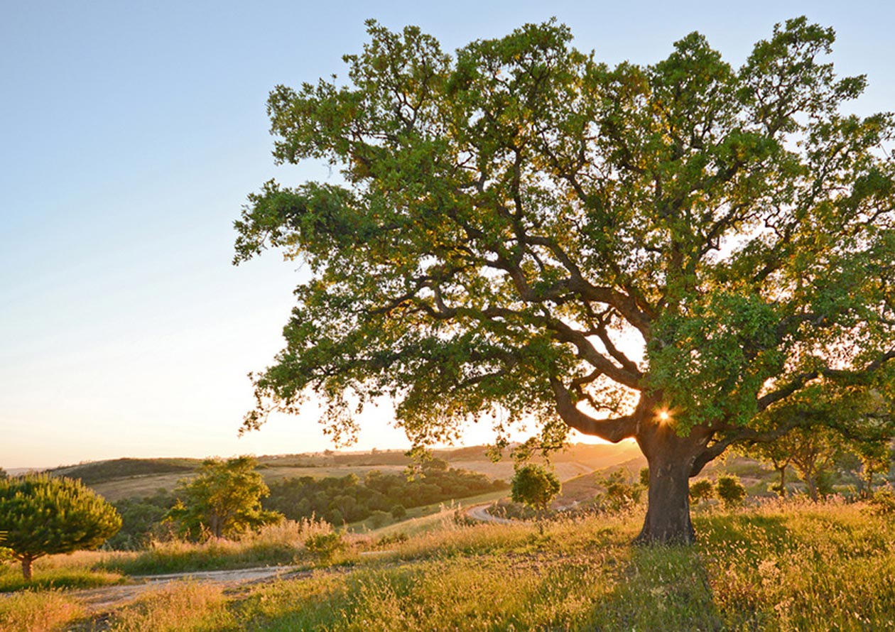 科櫟奇軟木.jpg 科櫟奇軟木.jpg