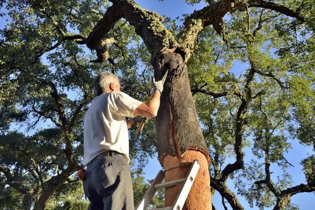 科櫟奇軟木.jpg 科櫟奇軟木.jpg