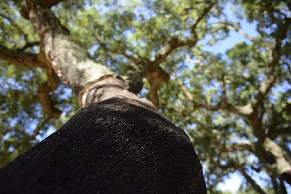 科櫟奇軟木.jpg 科櫟奇軟木.jpg