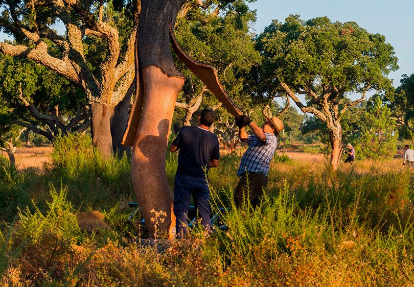 科櫟奇軟木.jpg 科櫟奇軟木.jpg