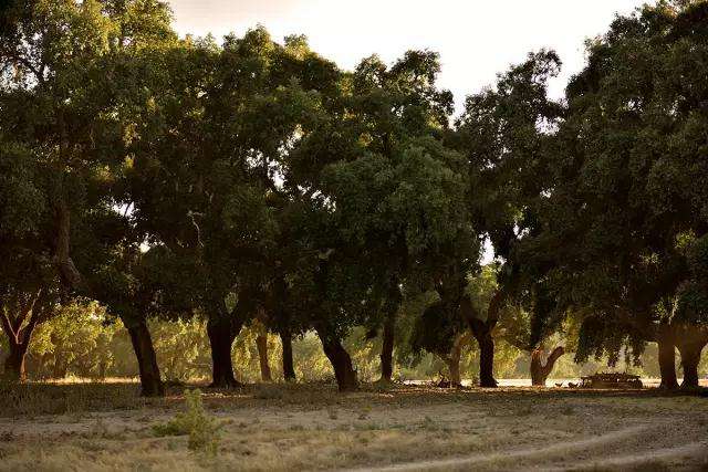 科櫟奇軟木.jpg 科櫟奇軟木.jpg