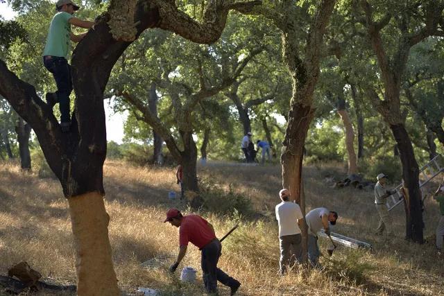 軟木皮.jpg 軟木皮.jpg