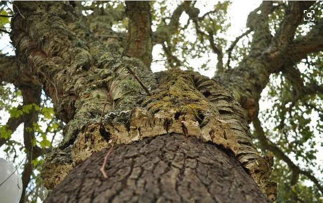 軟木皮.png 軟木皮.png