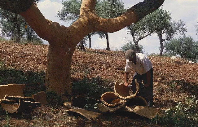 軟木.png 軟木.png