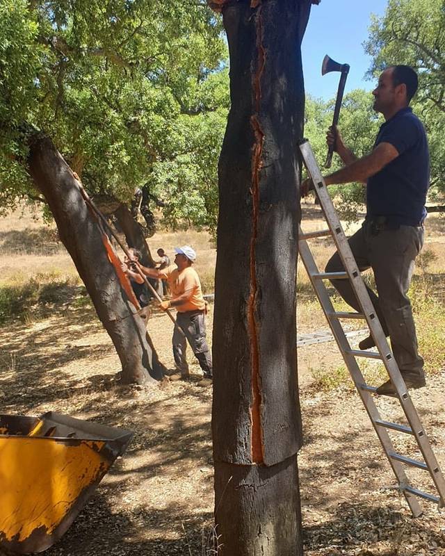 軟木樹皮.jpg 軟木樹皮.jpg