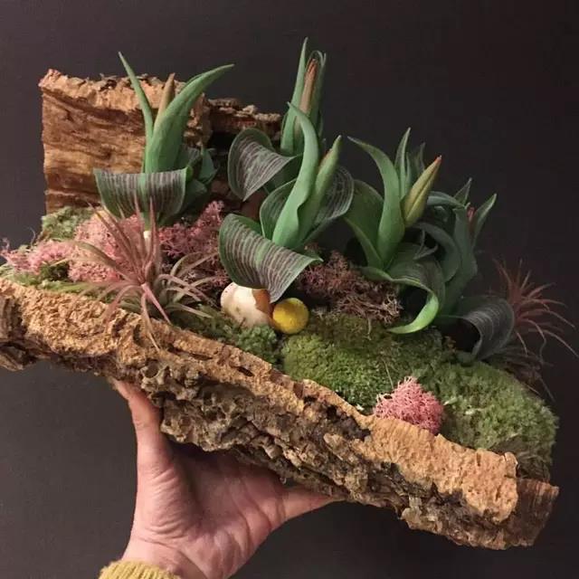 軟木樹皮.jpg 軟木樹皮.jpg