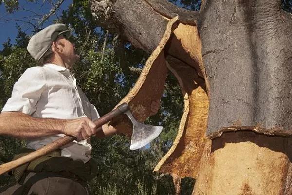 軟木.jpg 軟木.jpg