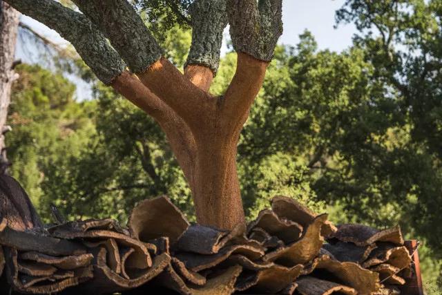 軟木.jpg 軟木.jpg