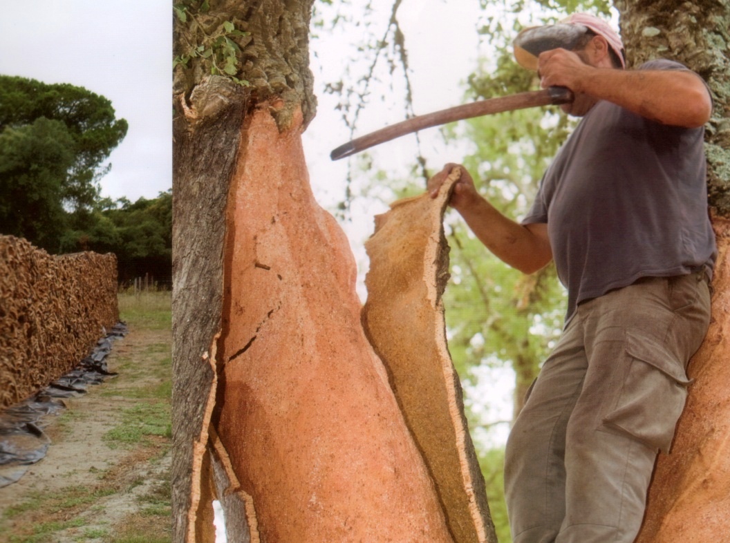 軟木.jpg 軟木.jpg